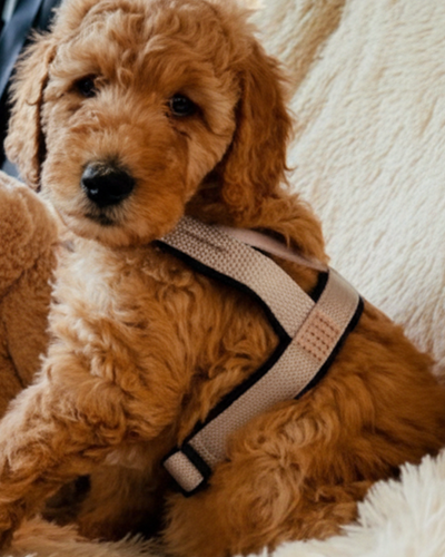 Customer testimonial video